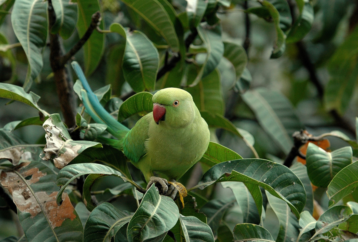 The Rose-ringed Parakeet feeds in an uncanny human fashion - using its feet as hands to hold the fruit. (Mango fields near Puttaparthi)