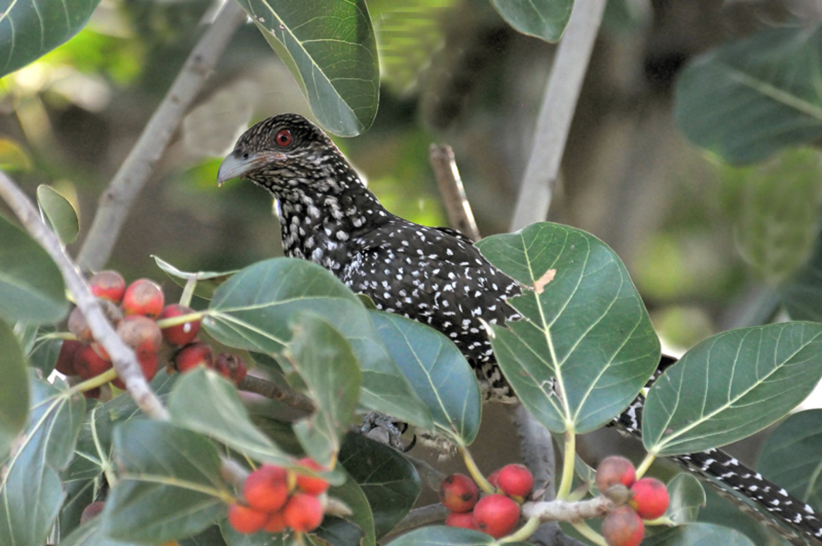 The female Koel feeding on berries chooses only to be heard rather seen. This was a surprise encounter. (Berry tree along the Chitravati river banks)