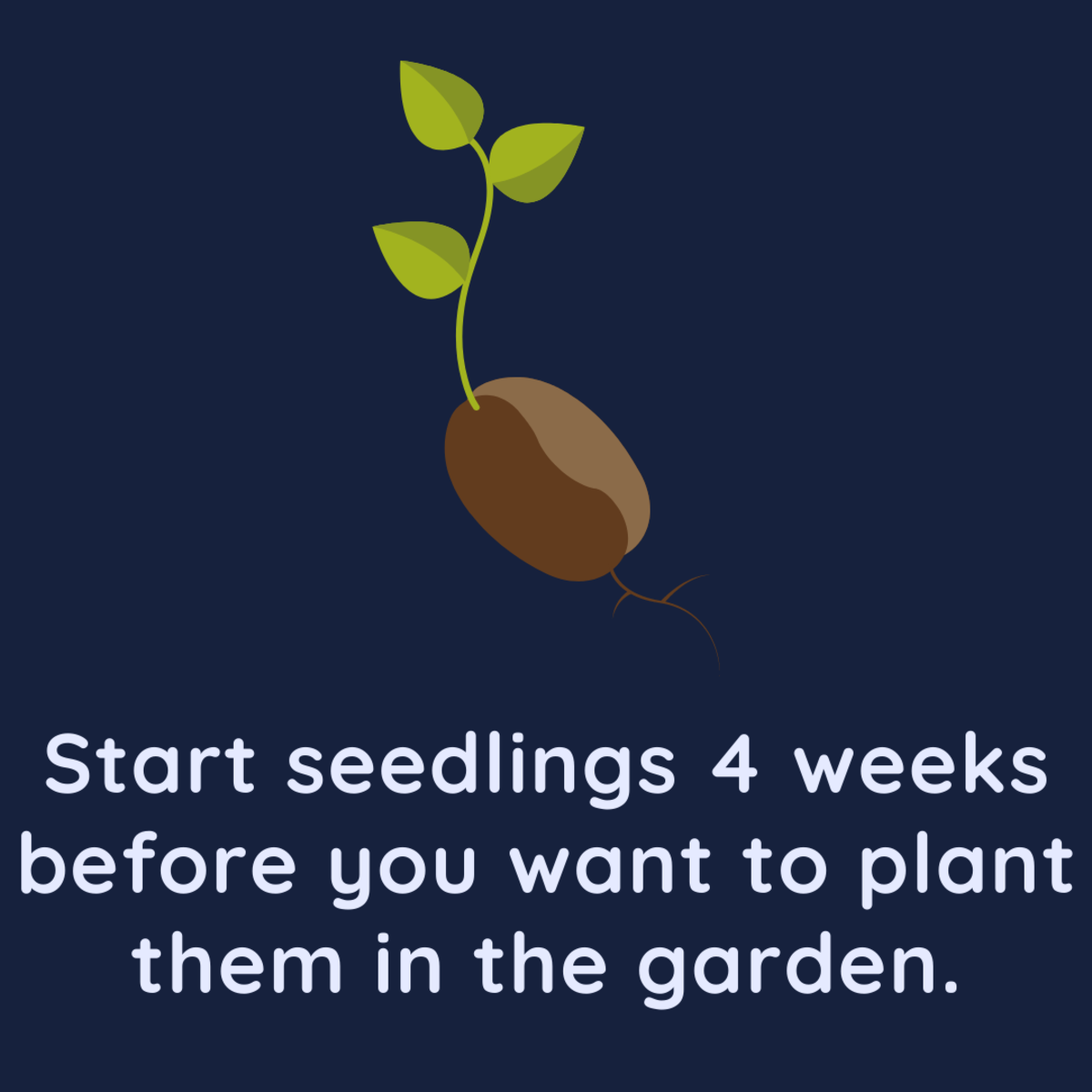 Seedlings should be started well before you want to transplant them into the garden.