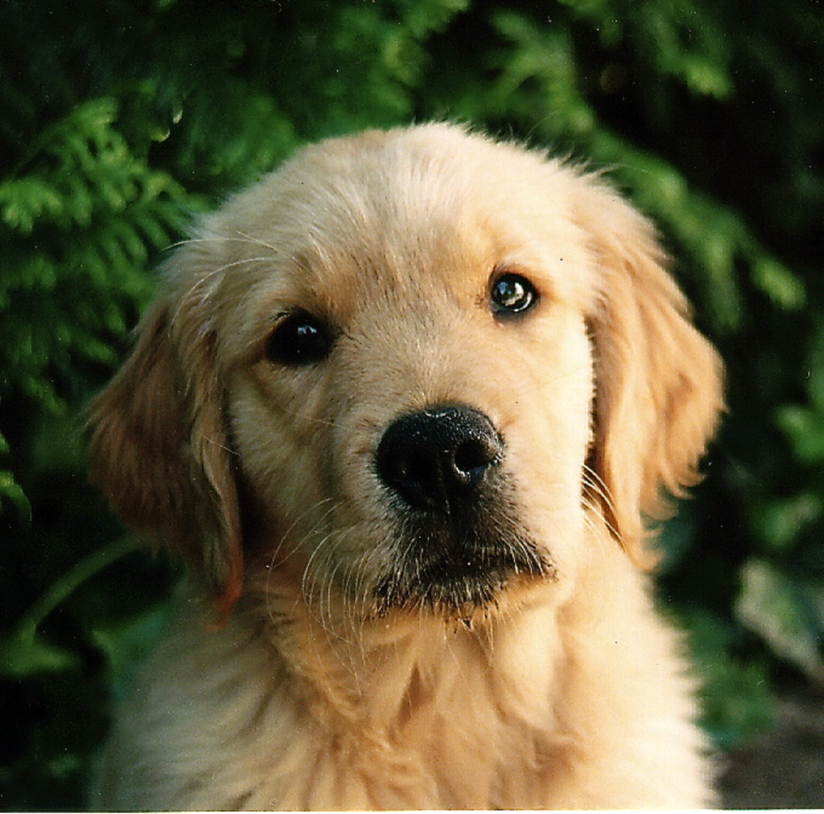This is Sam, my golden retriever. A puppy has the potential for a long and happy life and is another symbol of hope for me.