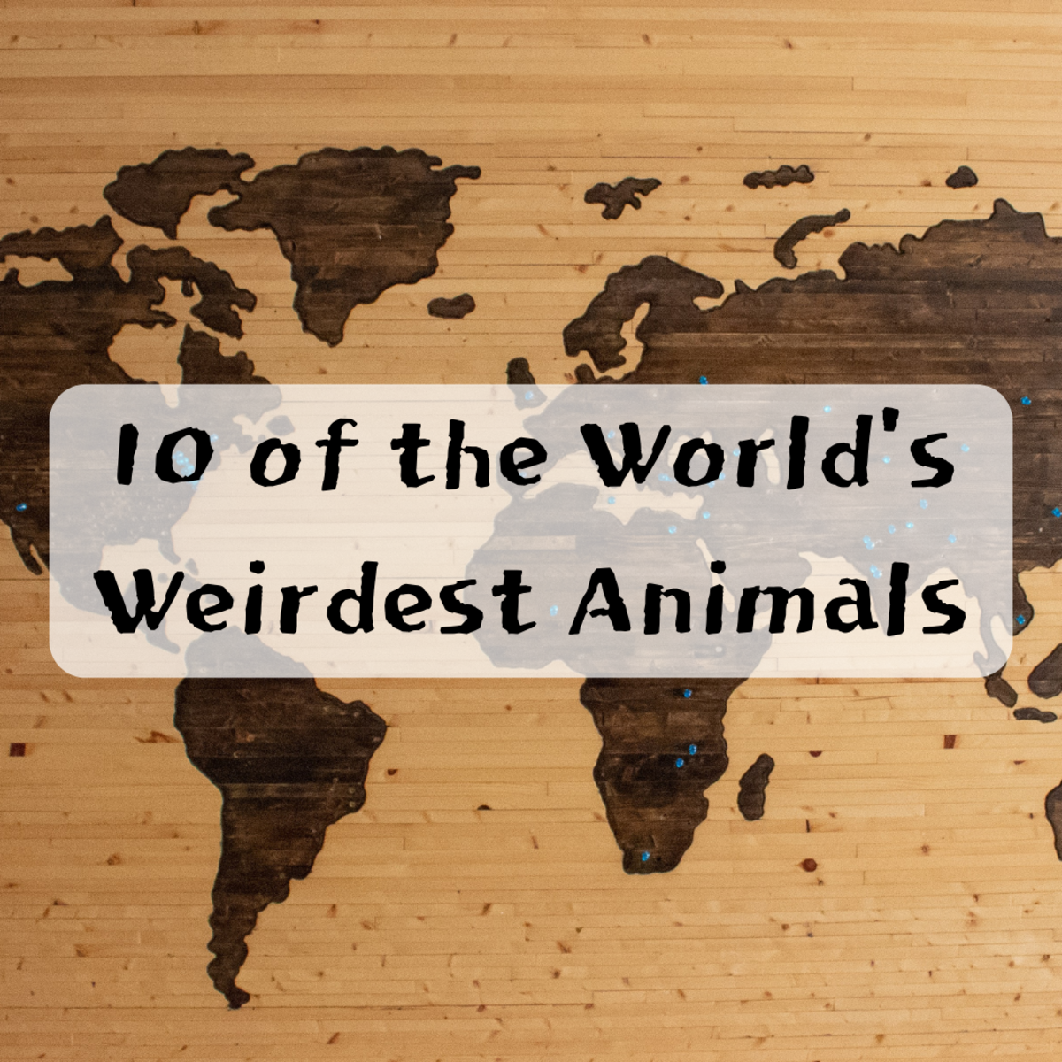 10 Weird Animals From Around the World