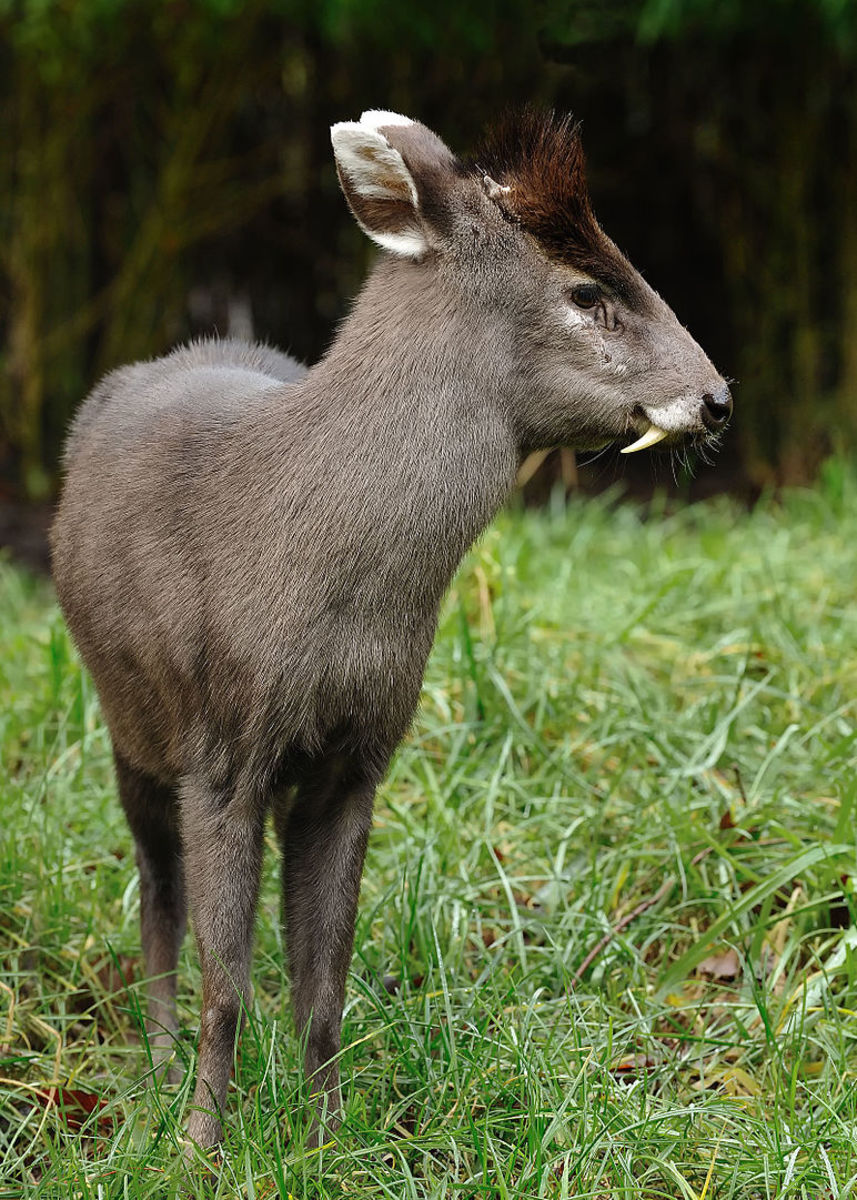 A mature male tufted deer with tusks