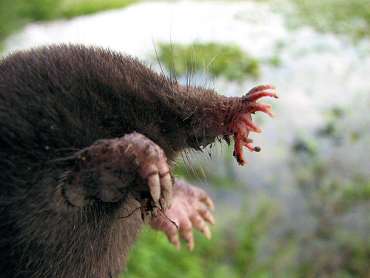A Star-Nosed Mole