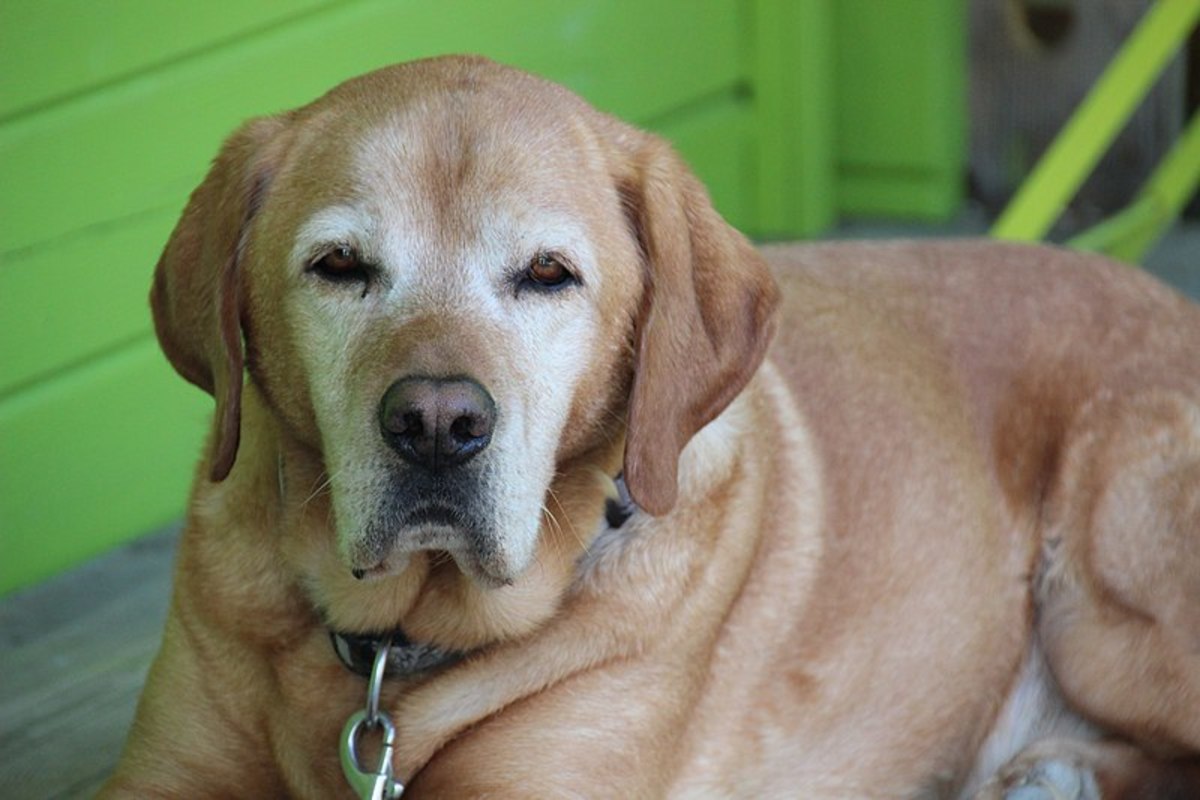 Signs That Your Pet Is Ageing and How to Help It Cope With the Ageing Process