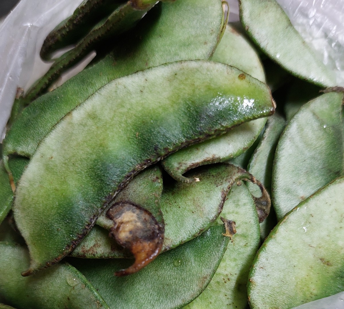 Hyacinth bean pods
