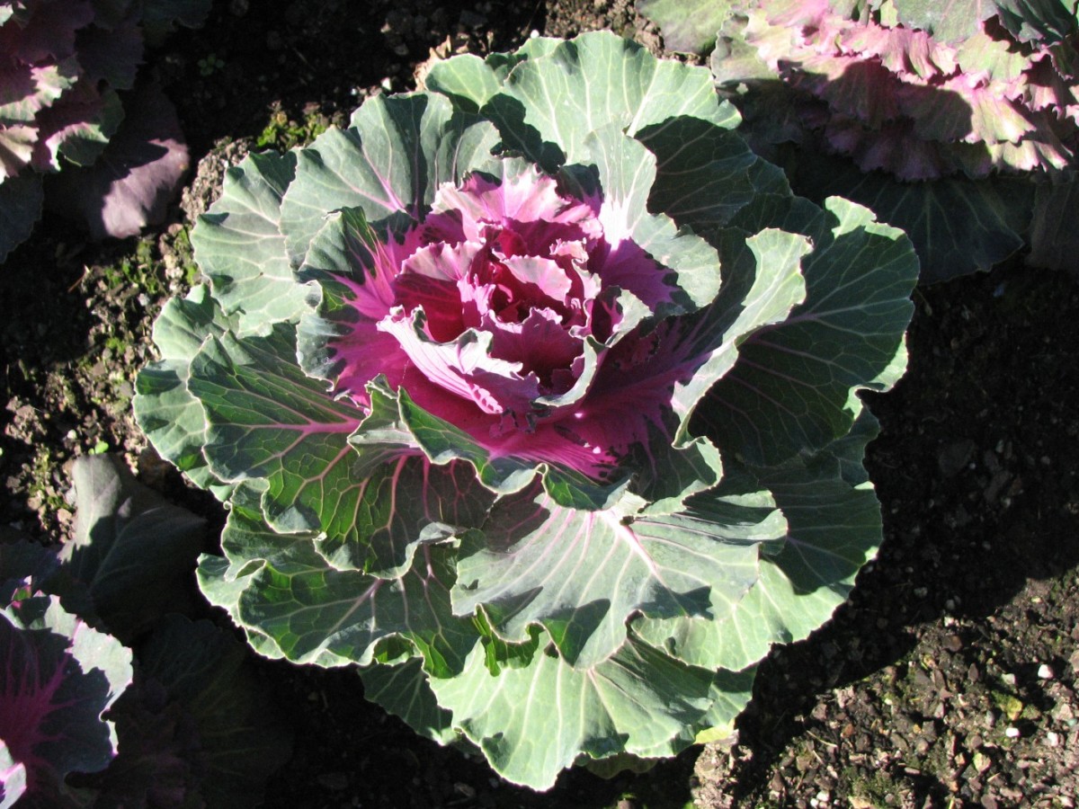A pink ornamental cabbage / kale with straight leaf margins.