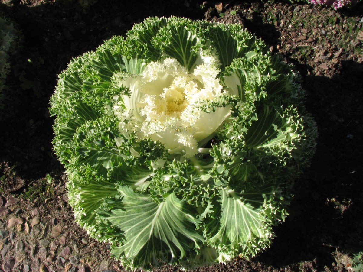 White centered ornamental cabbage / kale.