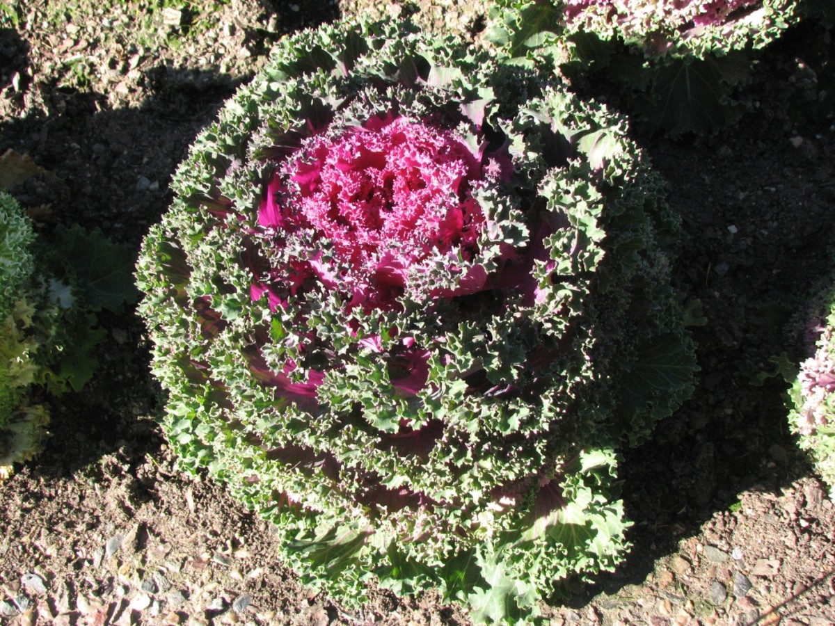 Pink, frilly ornamental cabbage.