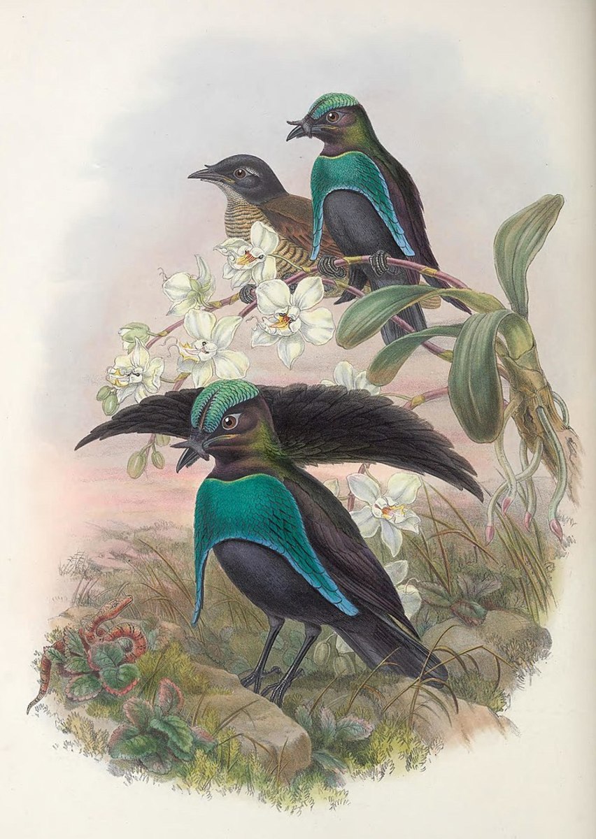19世纪90年代的极乐鸟专题插图