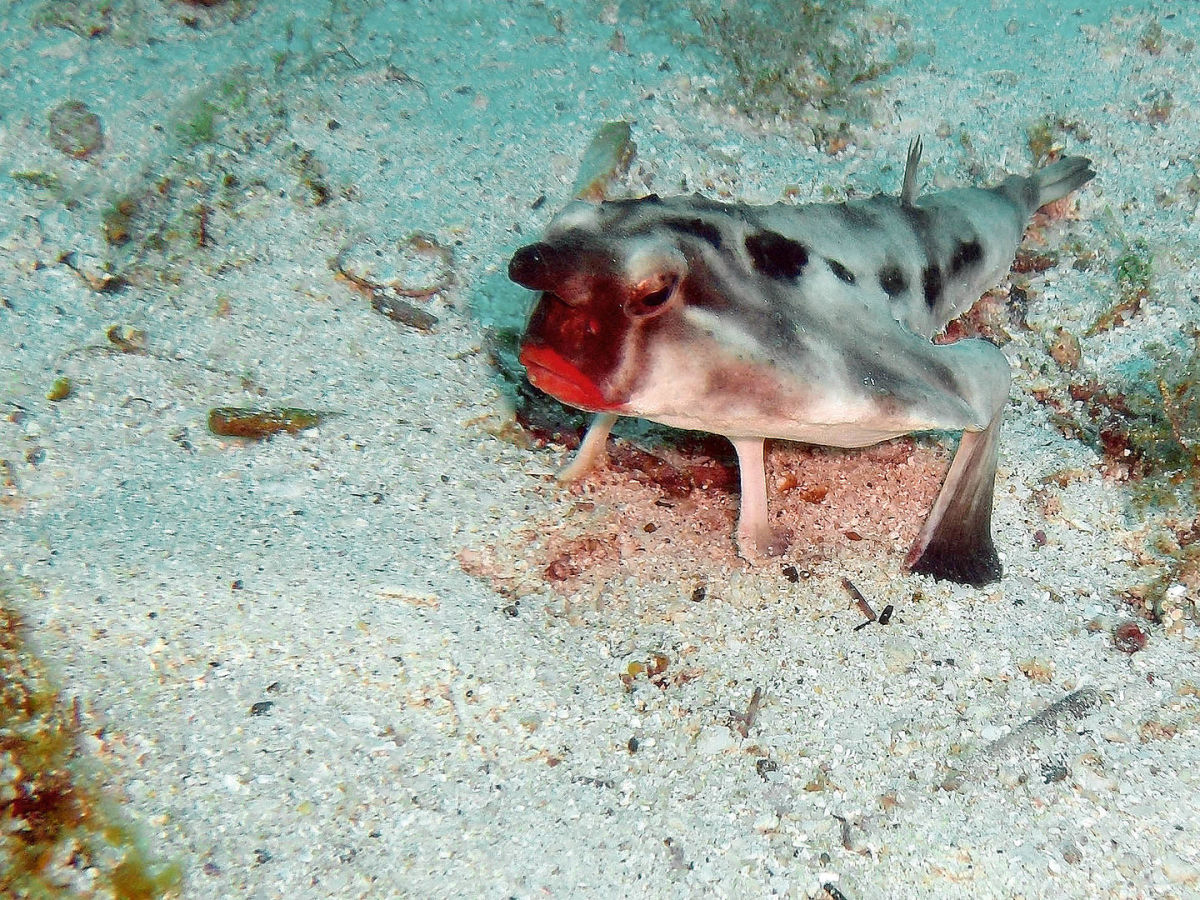 A red-lipped batfish