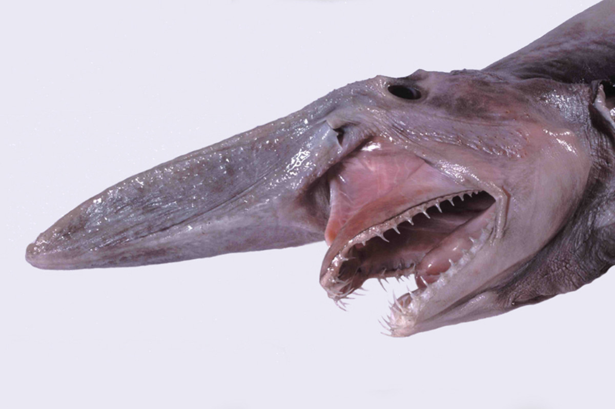 A goblin shark's head with jaws extended