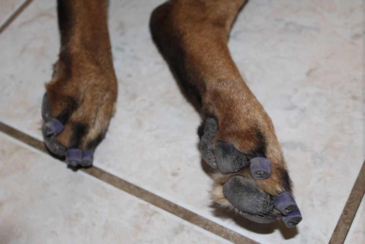 My dog wearing " Dr. Buzby's toe grips"