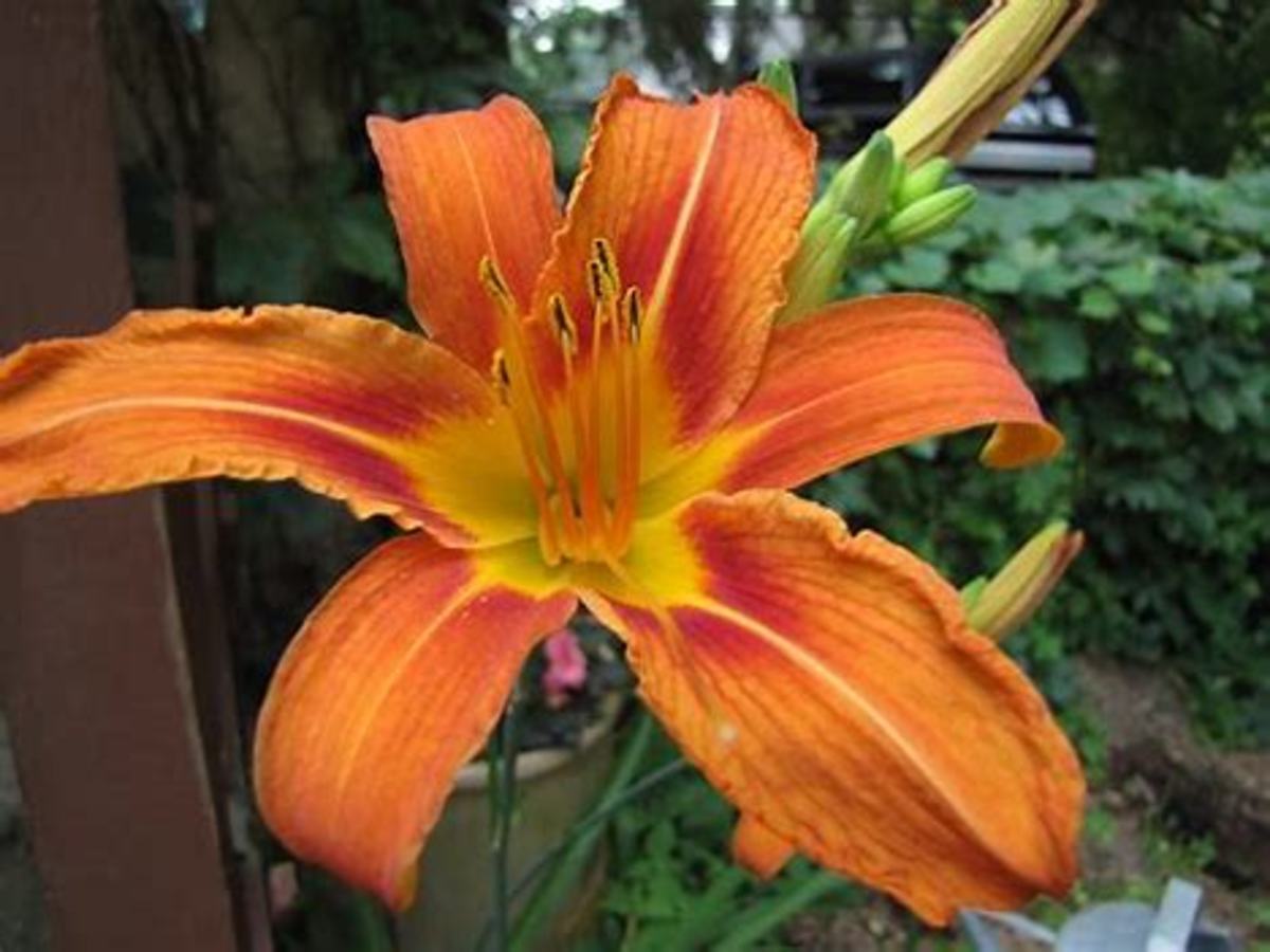 We lost my brother Rusty to lung cancer at the age of 45. His favorite flower is the Tiger Lily.