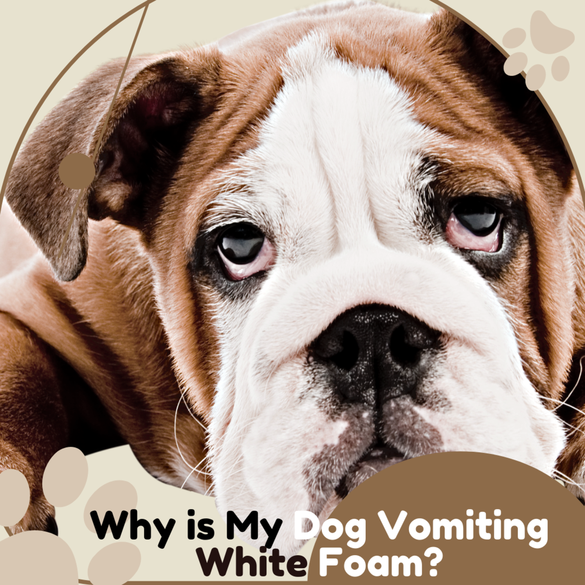 13 Causes of Dogs Vomiting White Foam