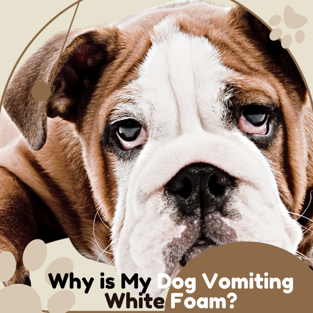 13 Causes Of Dogs Vomiting White Foam PetHelpful