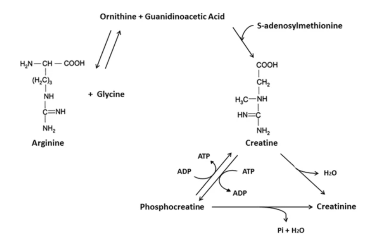 Chemical structure and biochemical pathway for creatine synthesis
