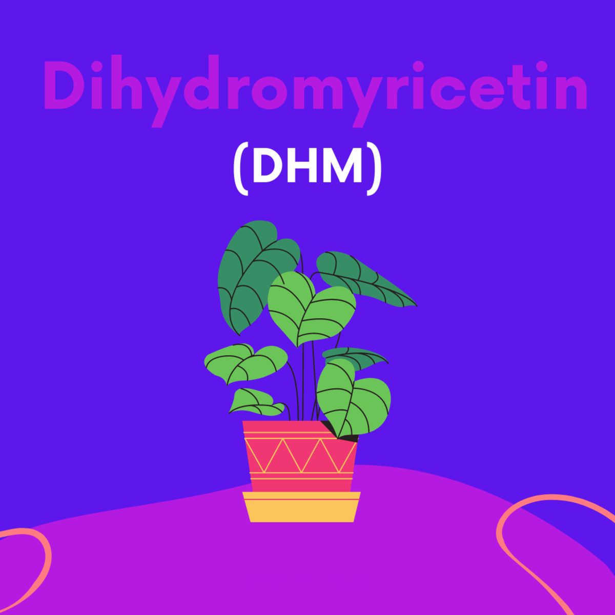Dihydromyricetin is an effective metabolizer and liver protector.