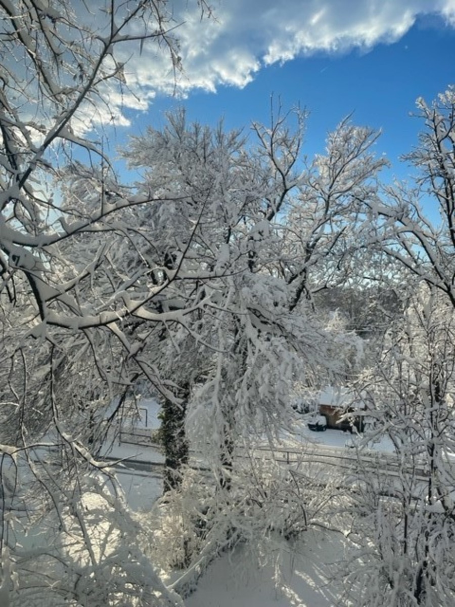 We are captivated by the beauty of draping snow on branches.