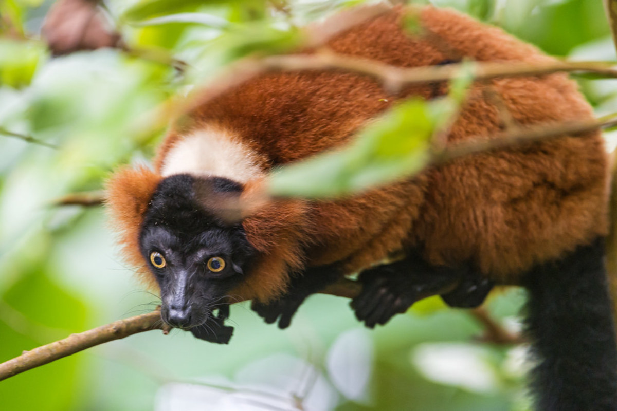 how-to-buy-a-pet-lemur