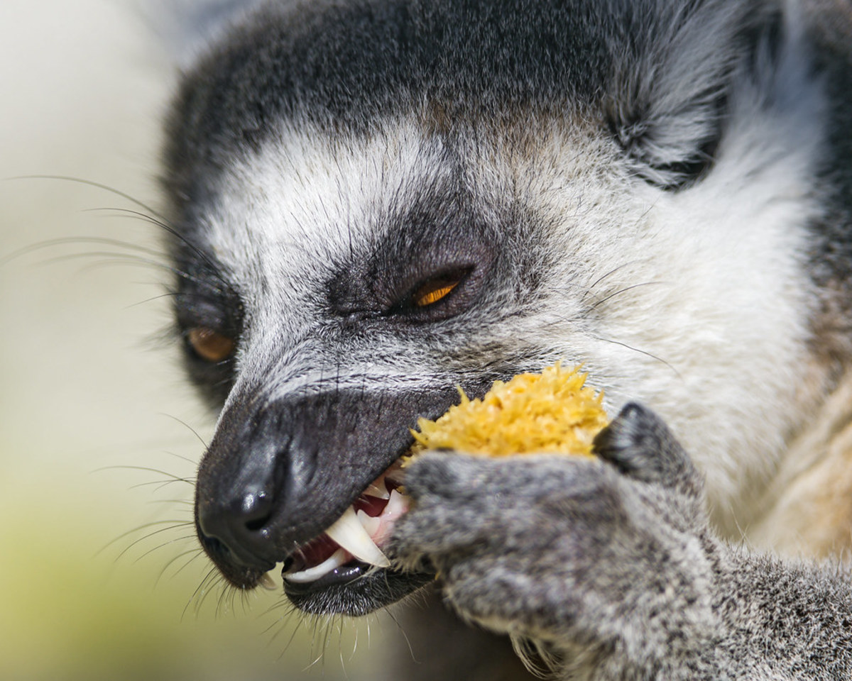 Lemurs have large canines that can do some damage!