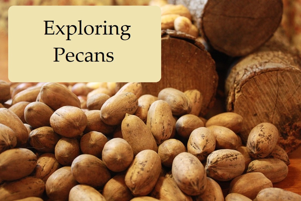 Exploring Pecans History and 10 Sweet and Savory Recipes Delishably