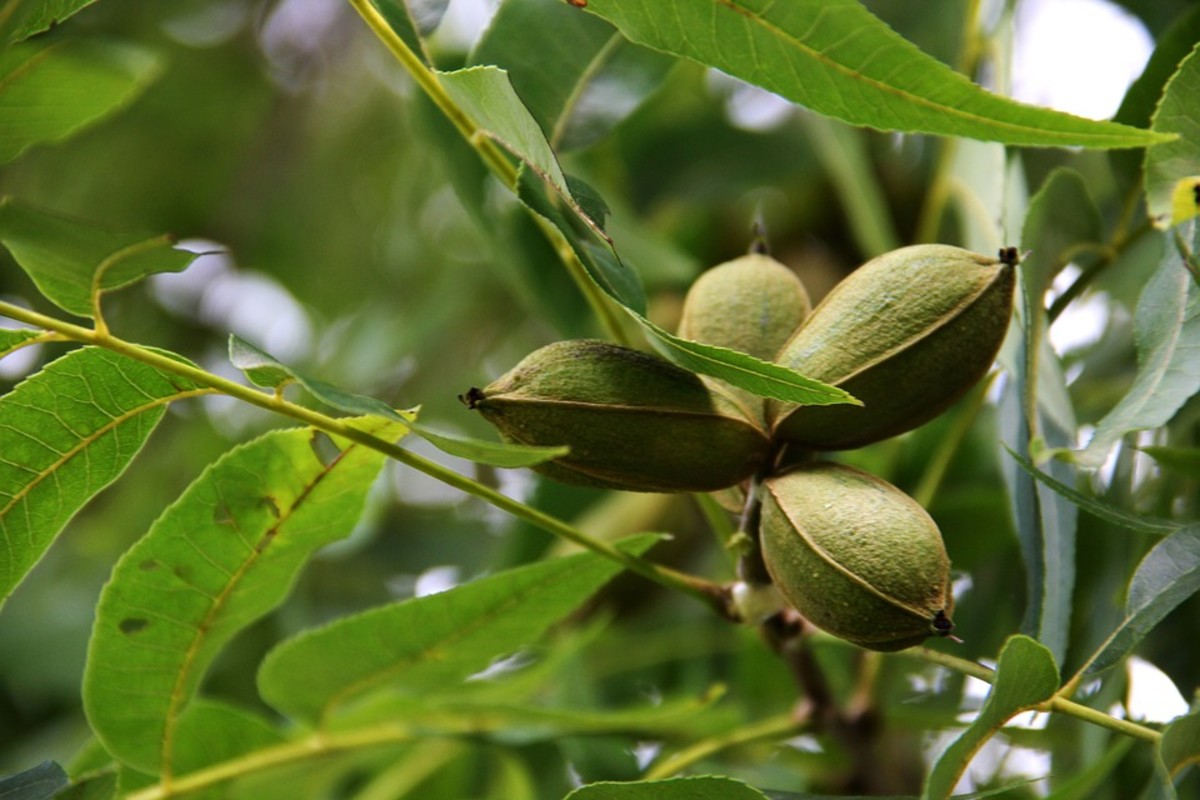 Closeup of pecans growing on a tree