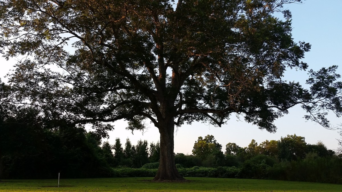 A llovely, venerable pecan tree