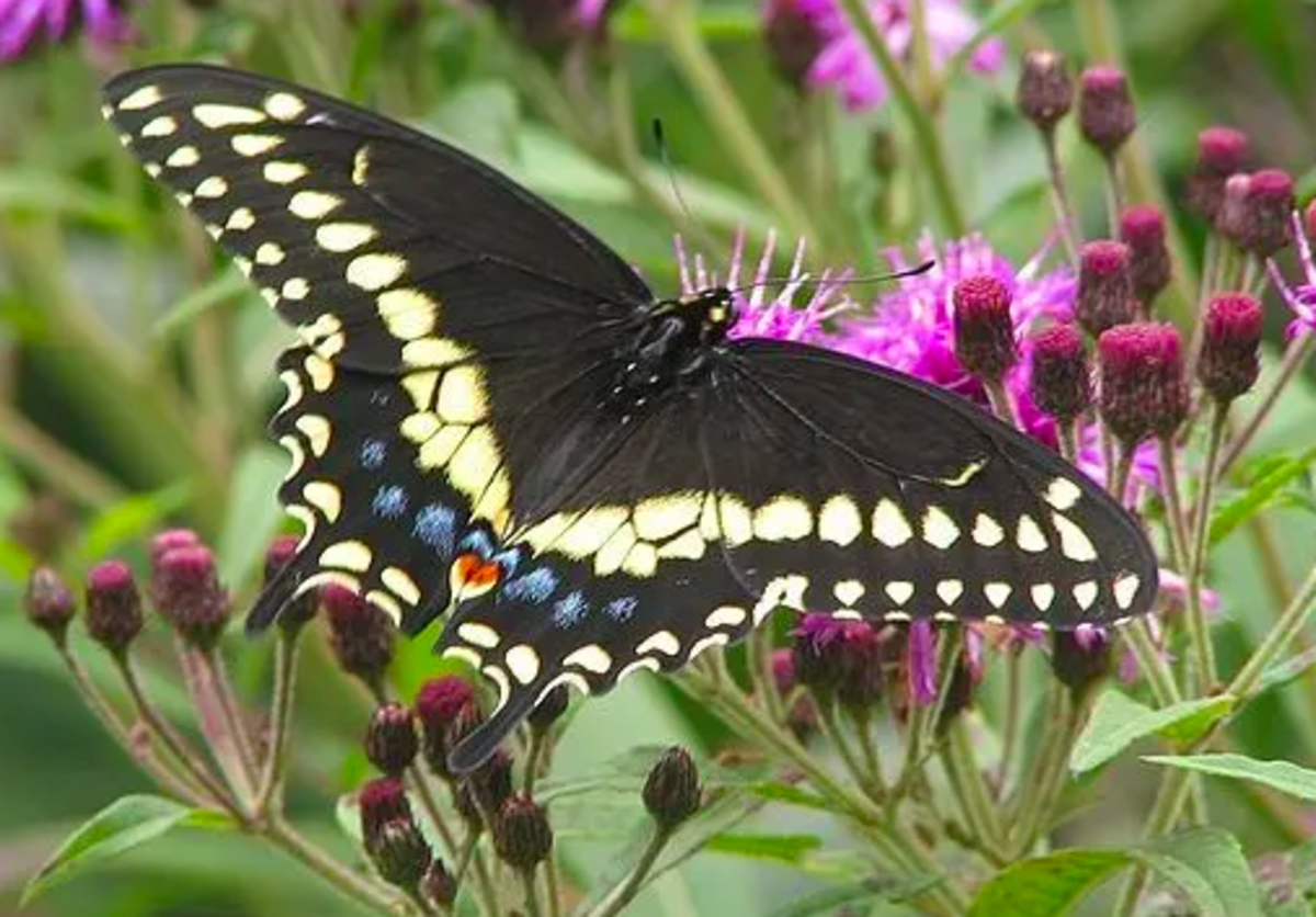 The black swallowtail
