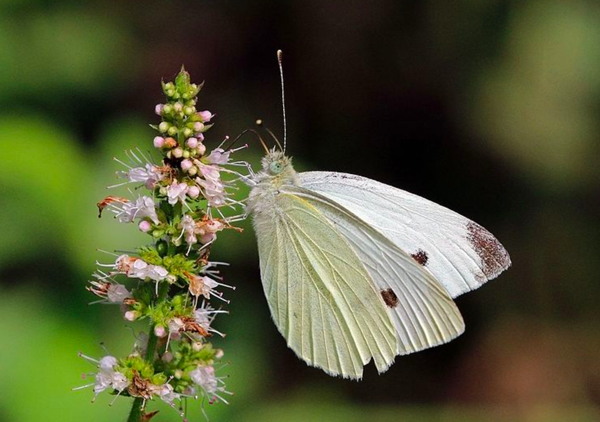 The cabbage white