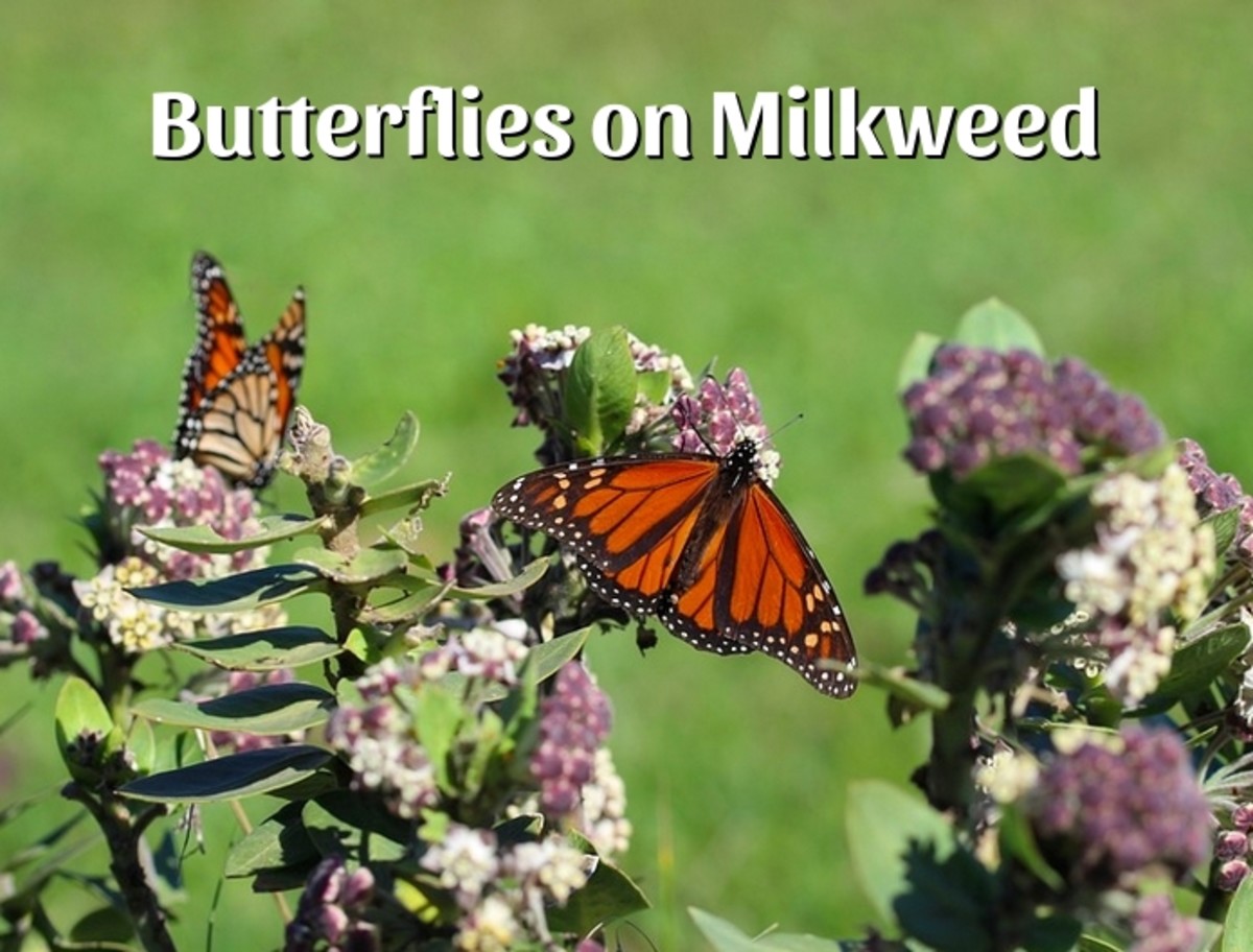 Butterflies on Milkweed: An Identification Guide (With Photos)
