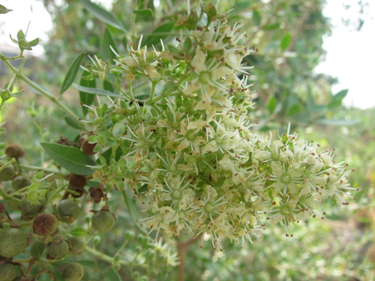 A flowering henna plant.