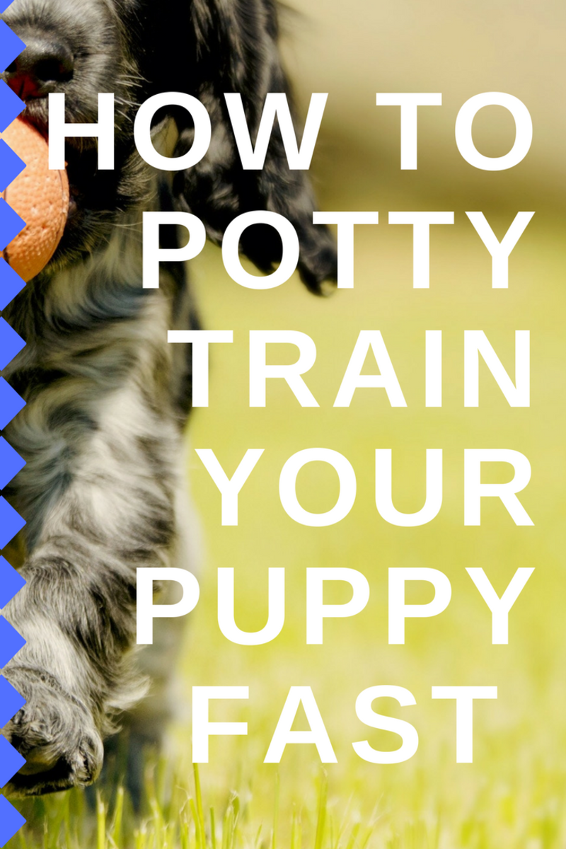 How to Quickly Potty Train Your Puppy