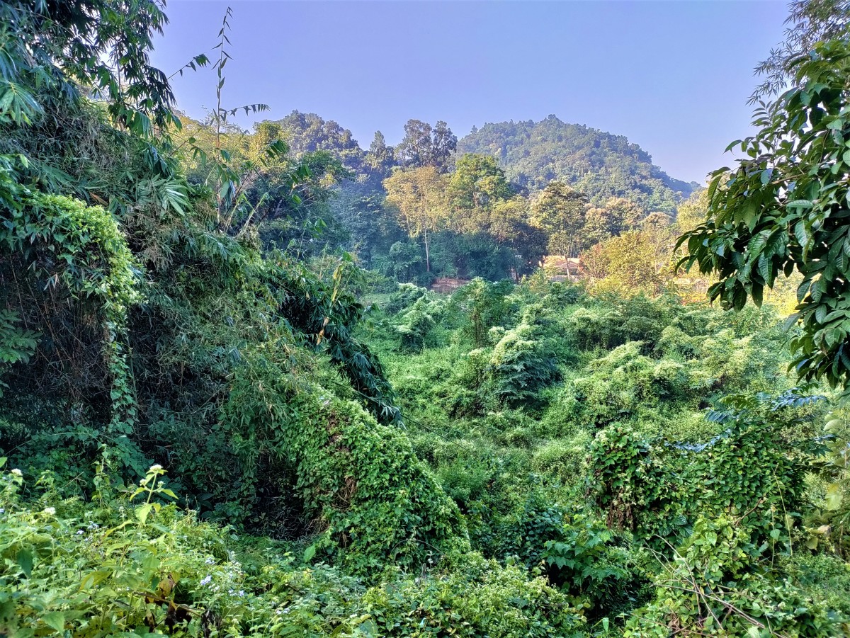 Lush green forest of Dakini Hills