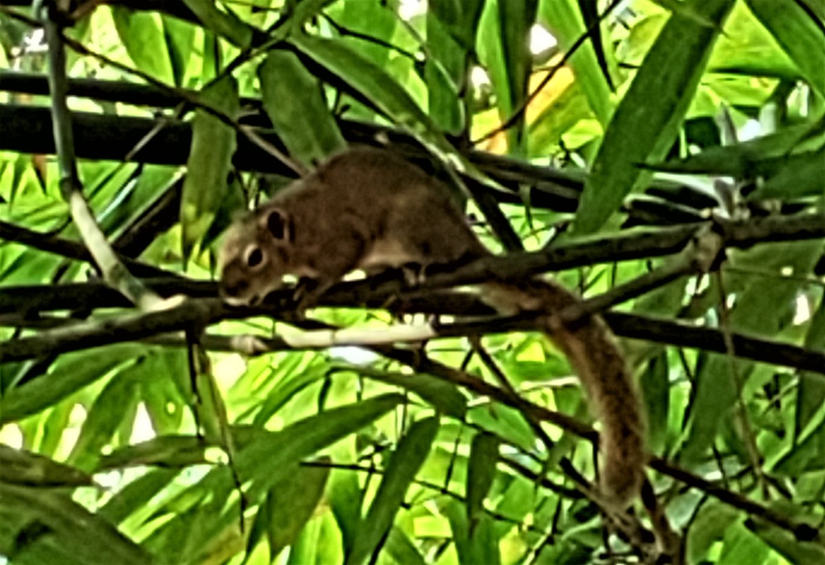 A big squirrel; Dakini Hills
