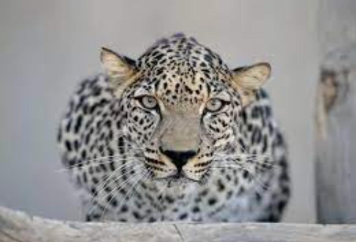 Arabian Leopard Day