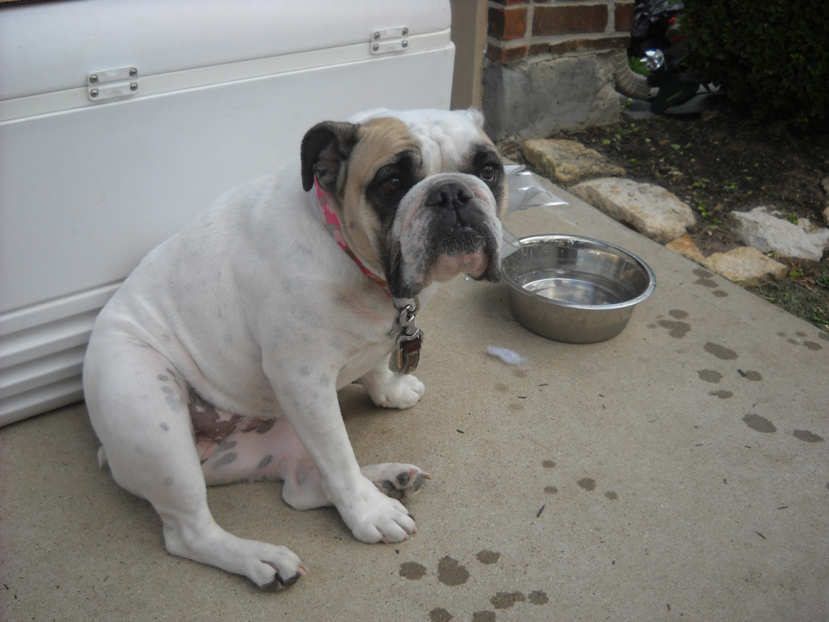 It is normal for a dog to temporarily lose its appetite after being spayed or neutered