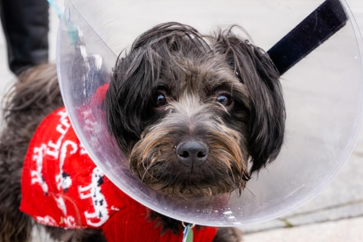 There are a variety of devices you can use to prevent a dog licking its stitches