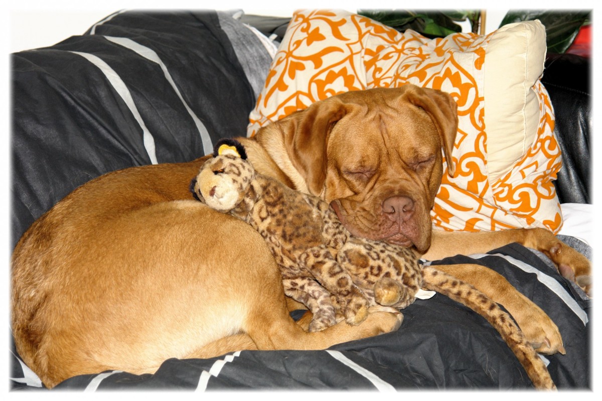 Dogs usually sleep a lot after being spayed/neutered as they recover from the sedation