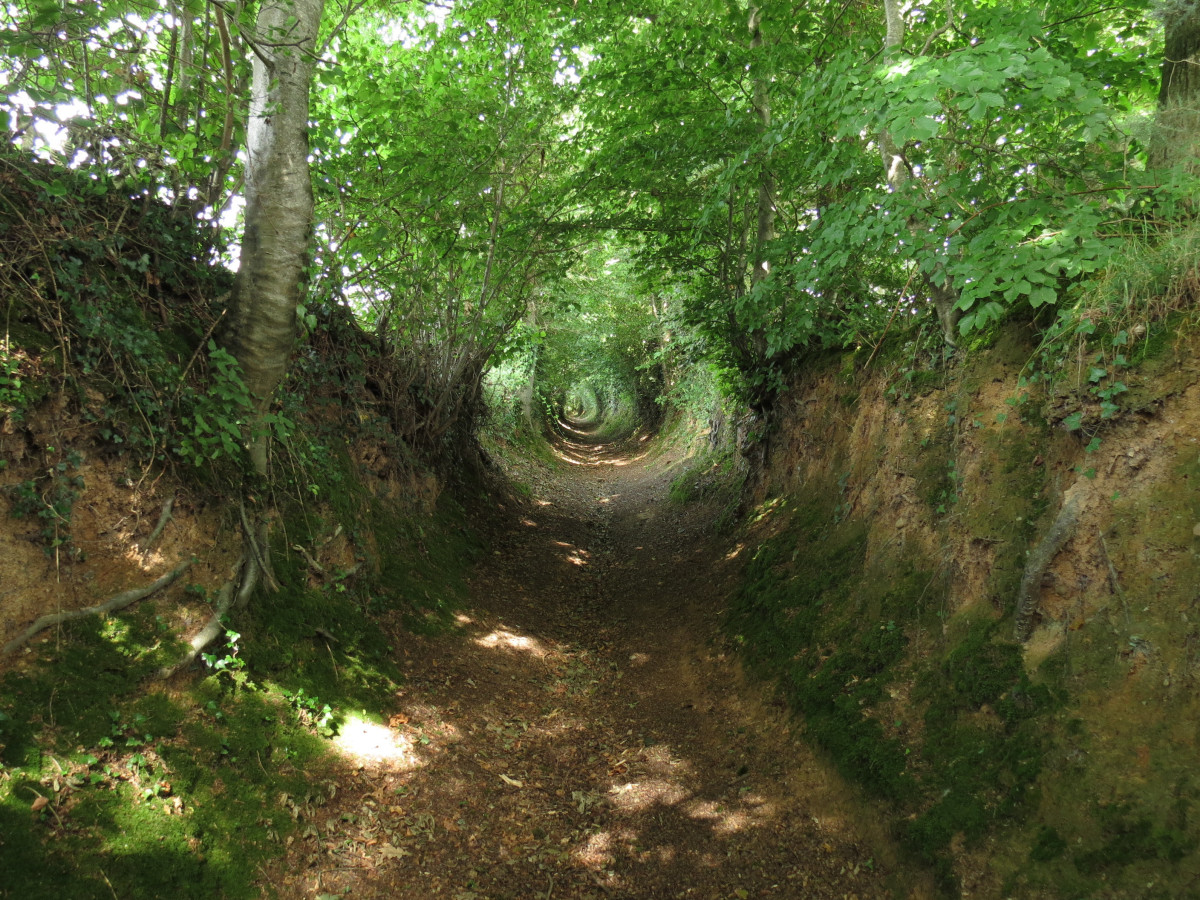 A holloway - a path worn over centuries - through the woods.