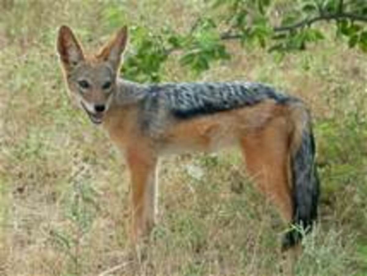 The jackal was the bravest of the group; so, he approached the lion during his meal. originally published at nevjcn.org