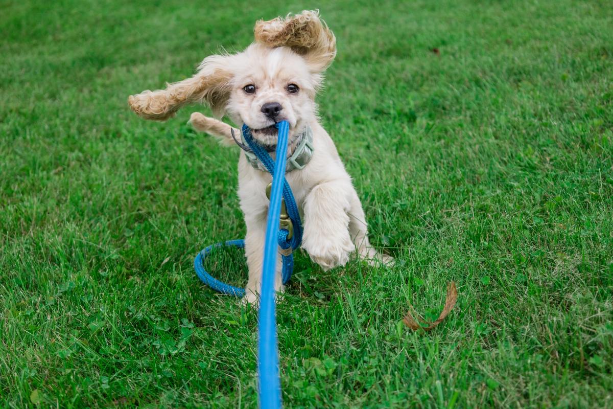 why does my dog always pull on the leash