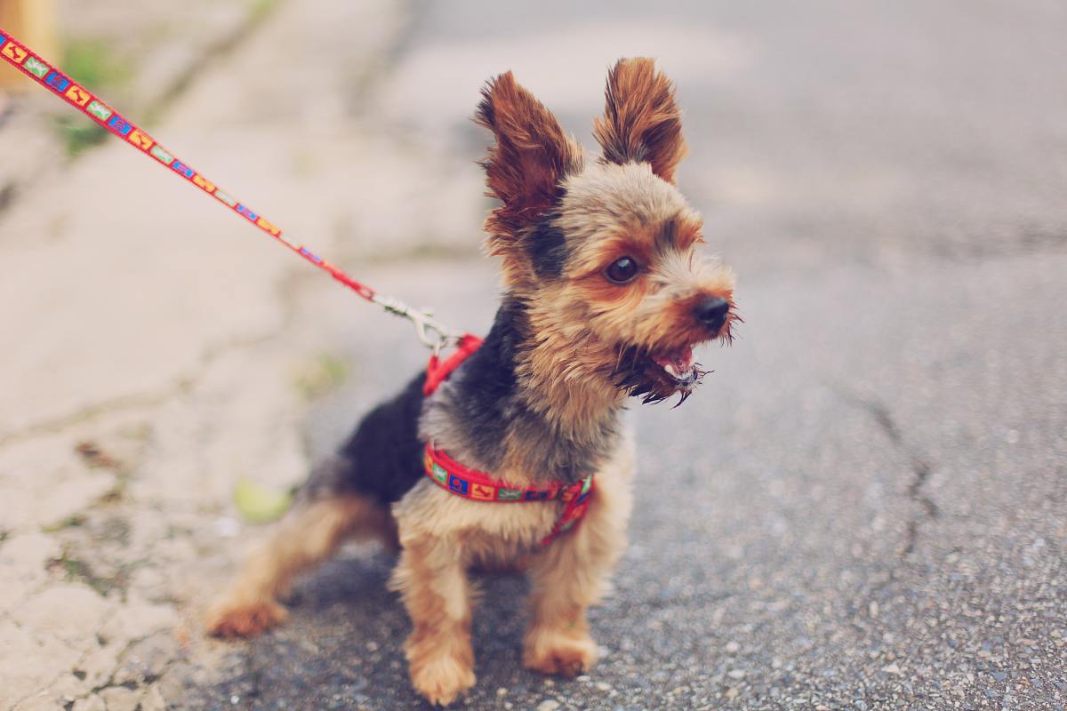 Using a harness will only allow your dog to pull harder. (And no dog should pull on the leash, big or small!)