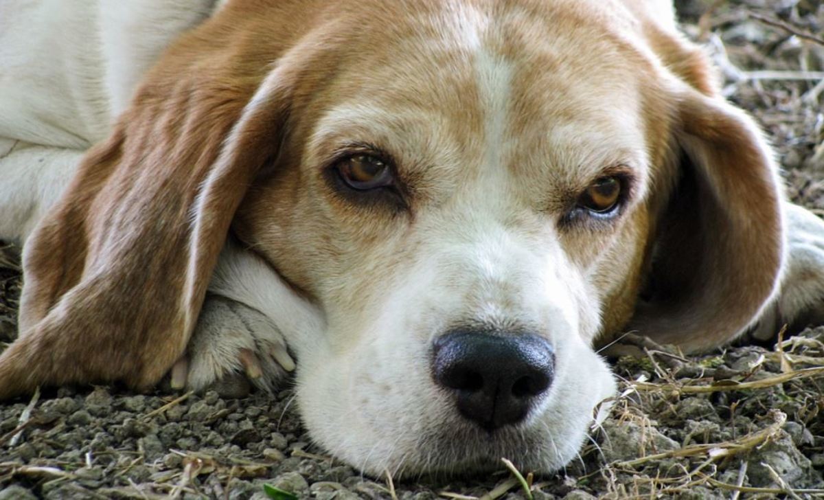 Many dog owners attest that their dying dogs gave them a certain "look " that said it all.