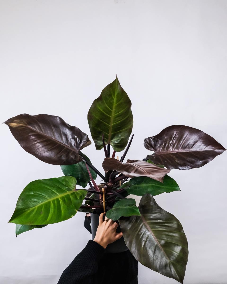 Frequent repotting makes for healthy, faster-growing philodendrons.