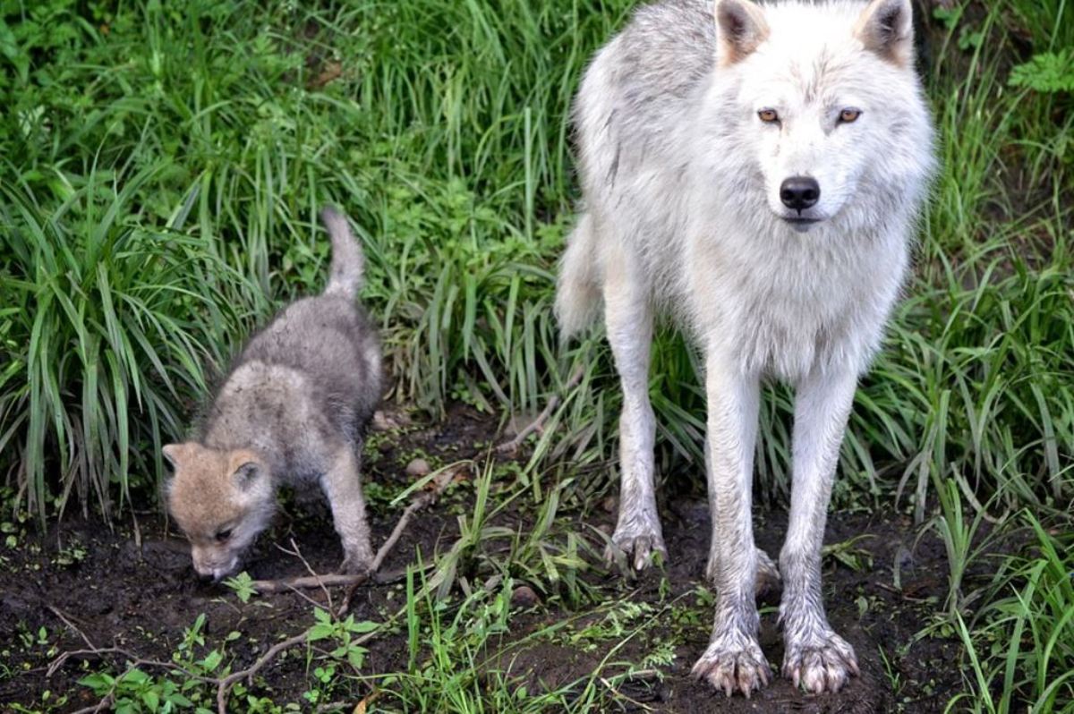 According to David Mech, wolf pups in the wild have a high risk for mortality. 