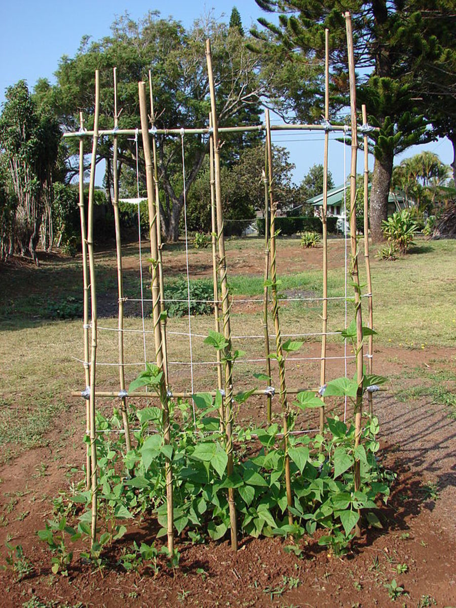 Pole beans can be grown on a trellis or tepee.
