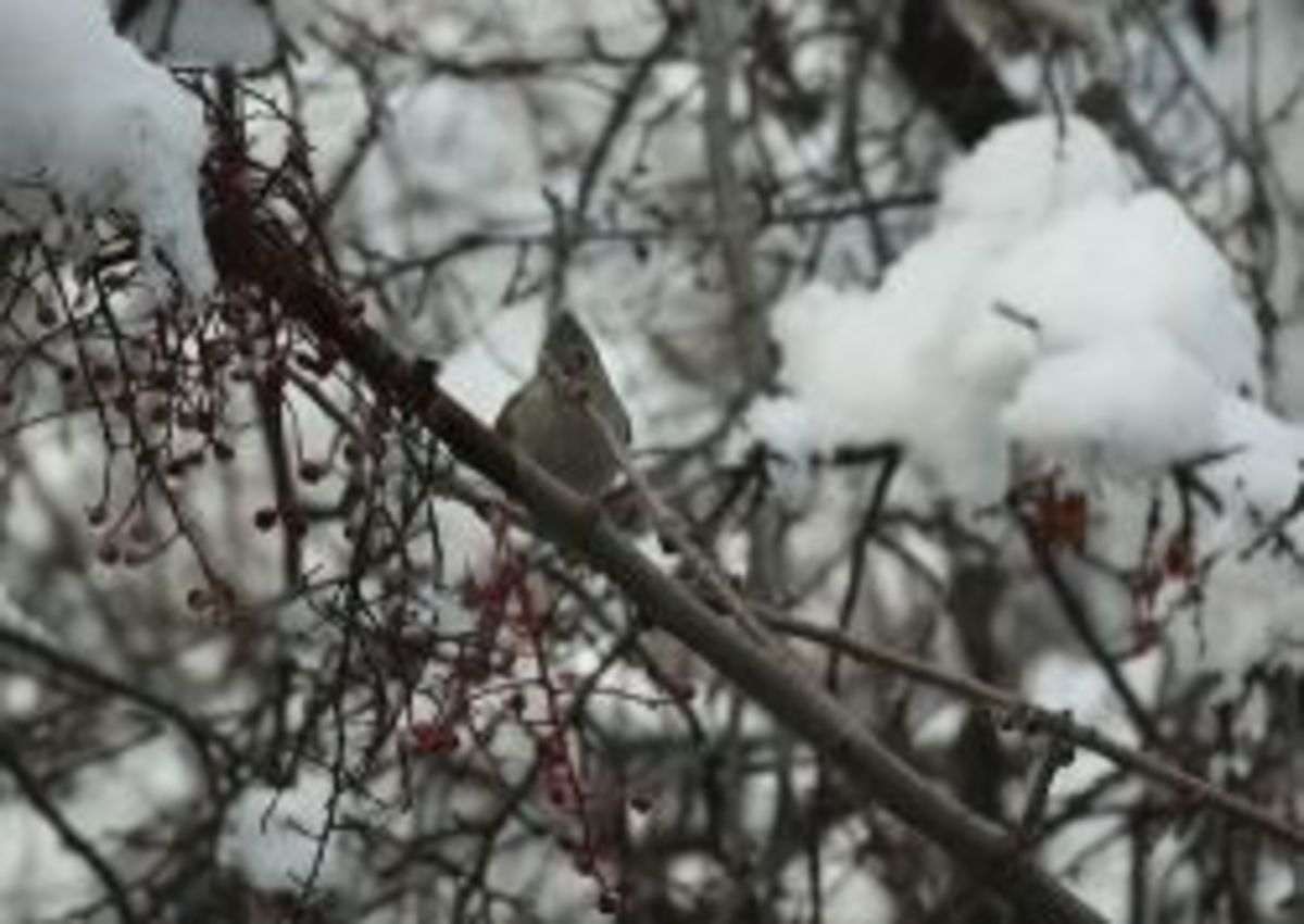 Titmouse in the snow