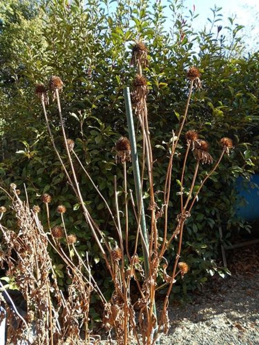 Dried Flower Heads in Garden for Birds