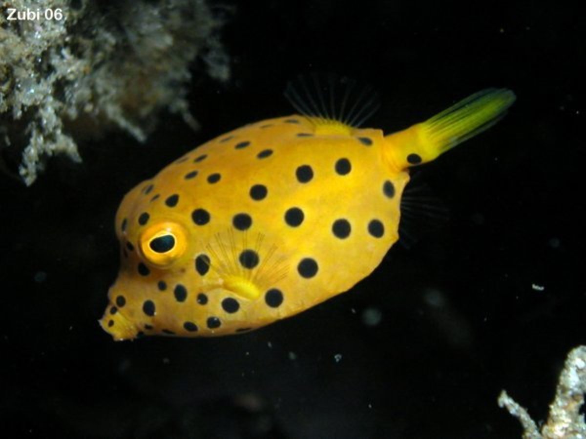 yellow-boxfish