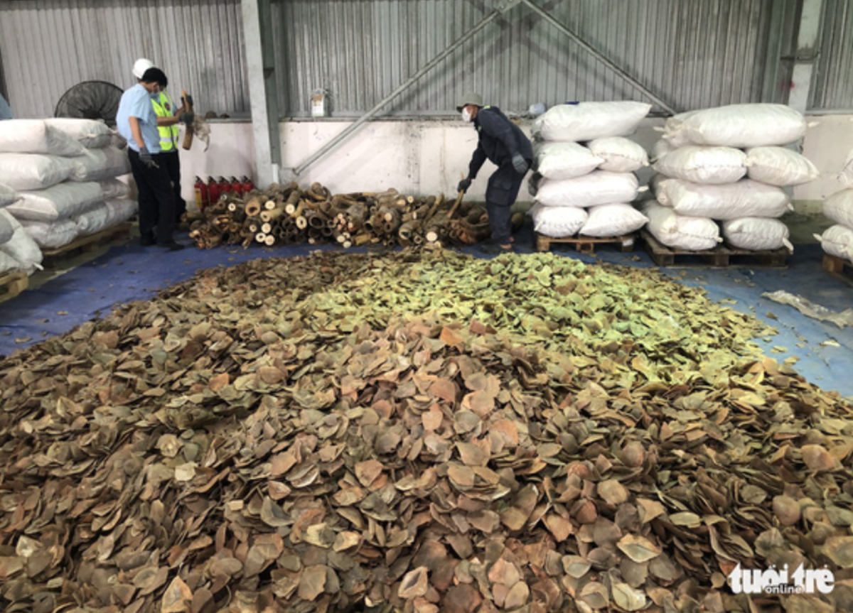6.2 metric tons of Pangolin scales seized at Da Nang, Vietnam in a shipment from Nigeria 05/05/21